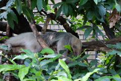 2017.06.17 埼玉県こども動物自然公園 アリクイ