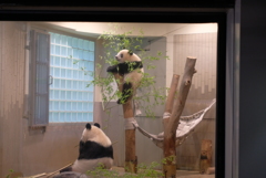 2018.07.14 上野動物園 シャンシャン その1