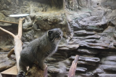 2016.10.30 上野動物園 マヌルネコ