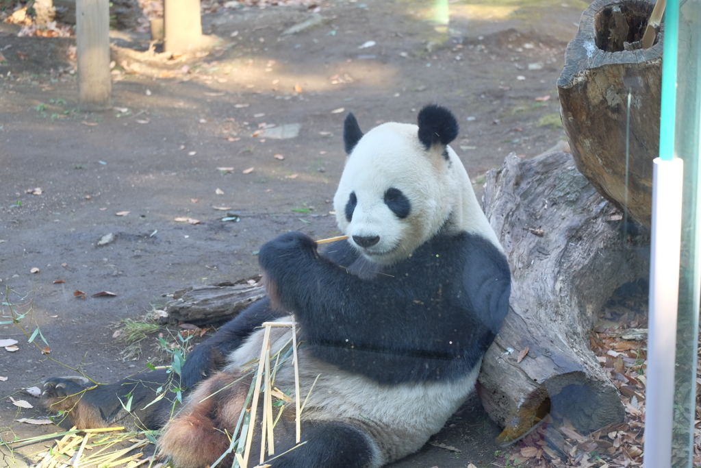 2017.12.19 上野動物園 リーリー