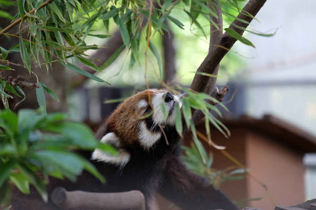 2016.06.18 上野動物園 レッサーパンダ