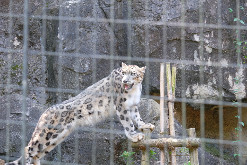 2020.8.15 多摩動物公園 ユキヒョウ