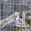 2020.8.15 多摩動物公園 ユキヒョウ