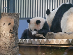 2018.02.24 上野動物園 シャンシャン その8