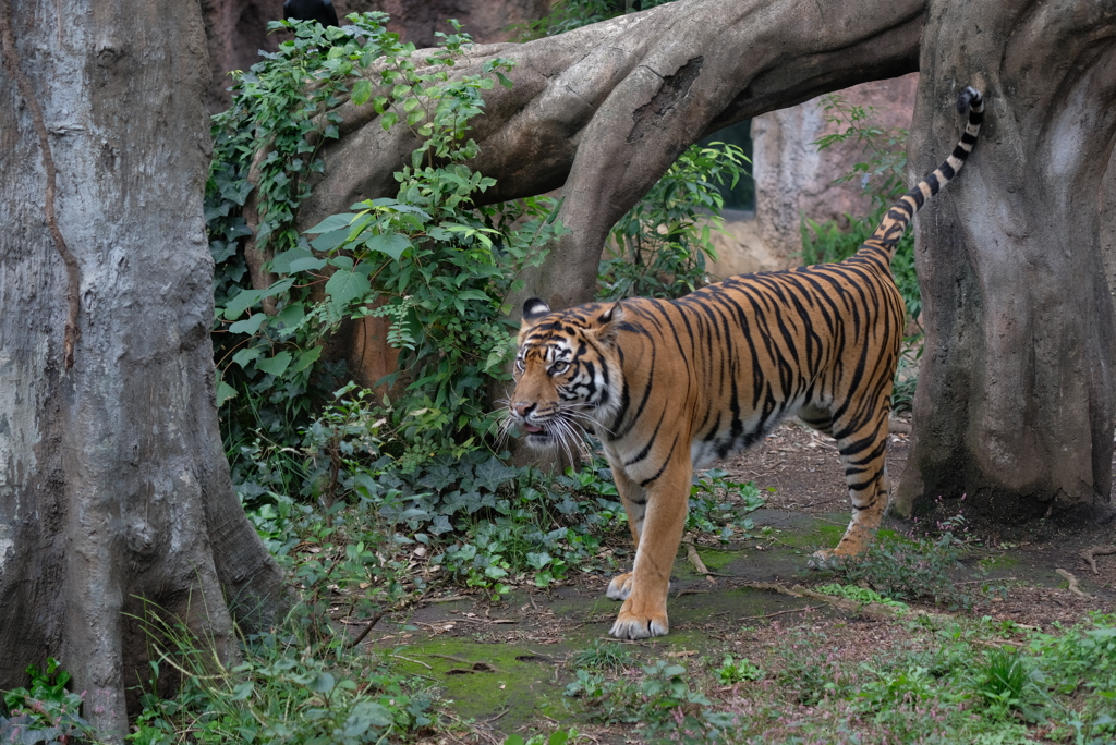 2019.10.27 上野動物園 トラ