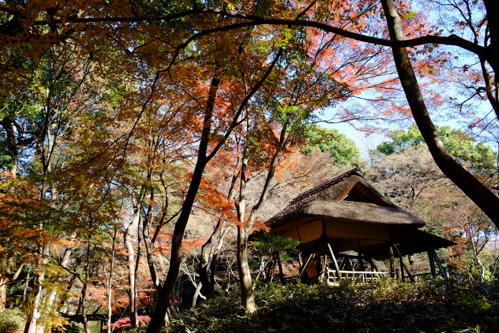 2016.12.10 六義園 その6