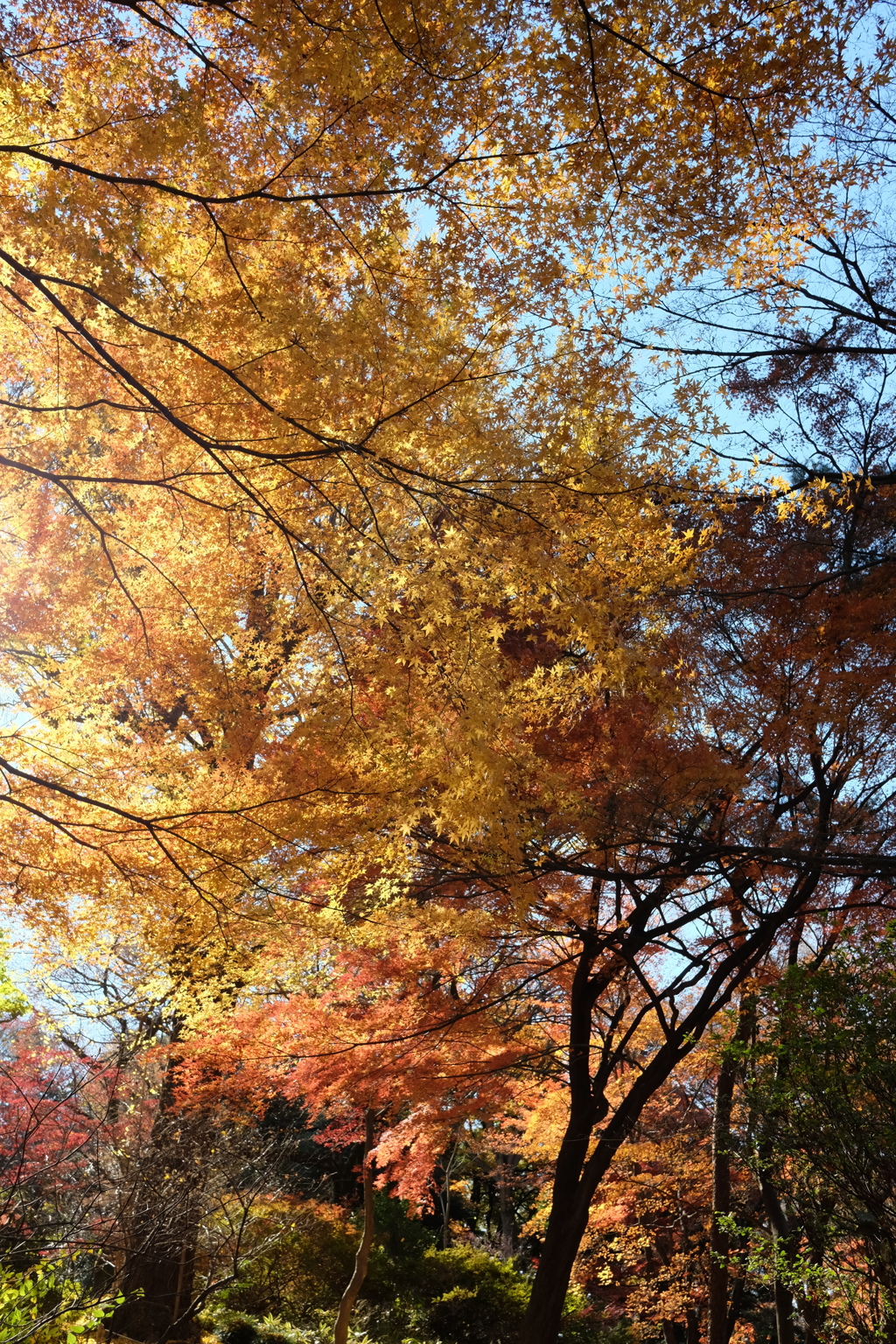 2016.12.10 六義園 その4
