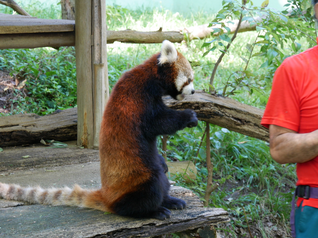 2017.09.18 千葉市動物公園 レッサーパンダ その1