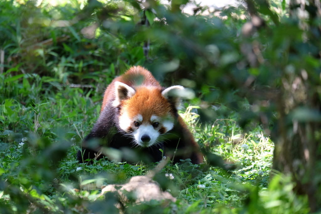 2017.06.17 埼玉県こども動物自然公園 レッサーパンダ