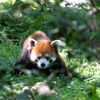 2017.06.17 埼玉県こども動物自然公園 レッサーパンダ