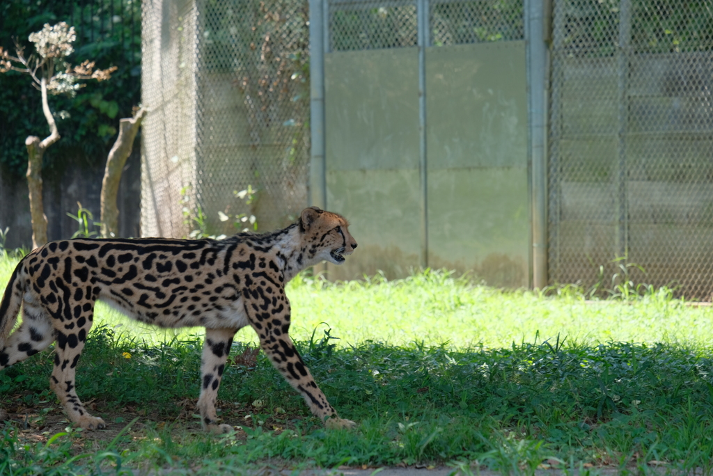 2020.8.15 多摩動物公園 チーター