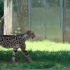 2020.8.15 多摩動物公園 チーター