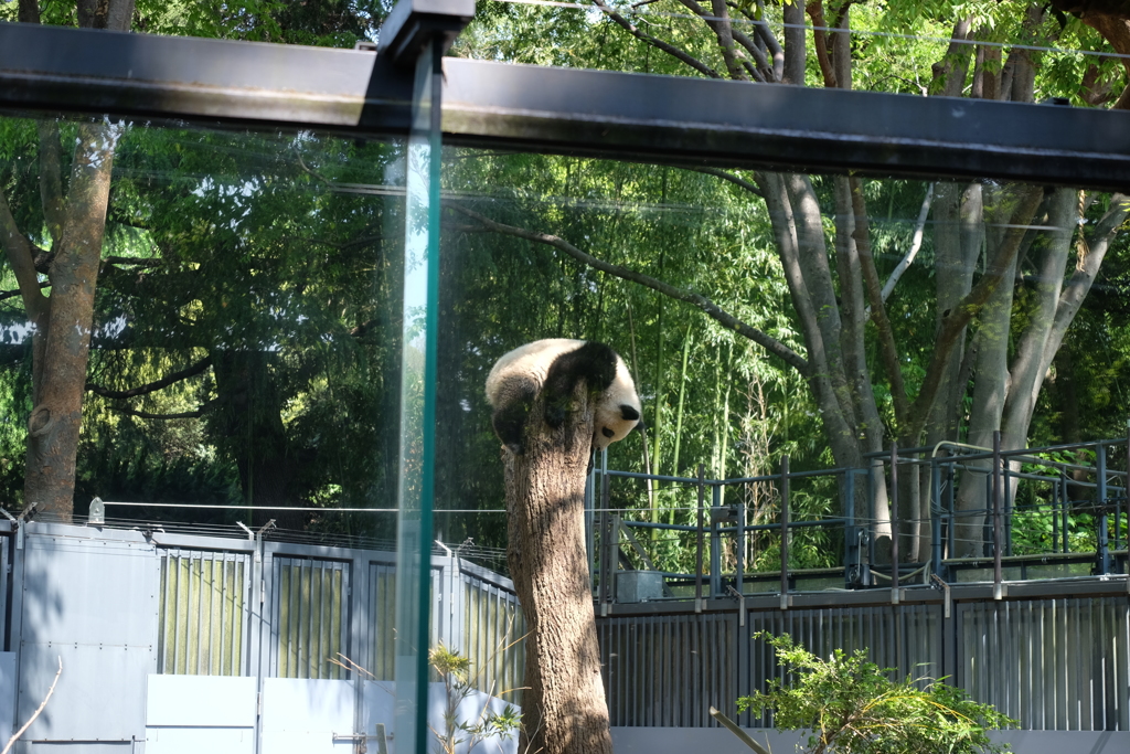 2018.04.22 上野動物園 シャンシャン その3