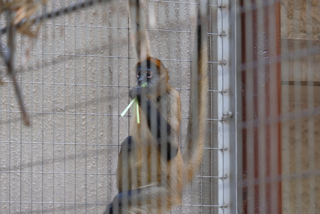 2020.8.22 上野動物園 ジェフロイクモザル