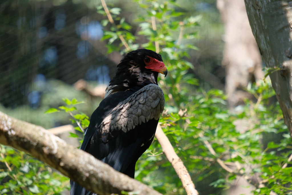 2020.8.15 多摩動物公園 ダルマワシ