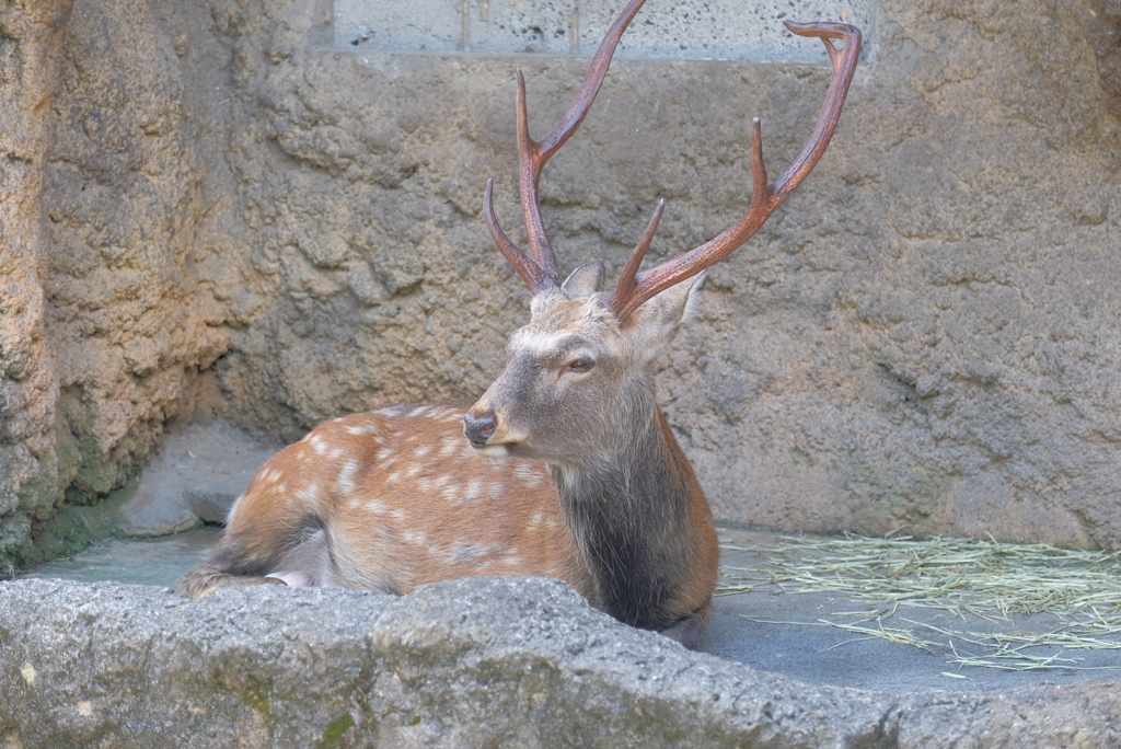 2020.08.29 上野動物園 シカ