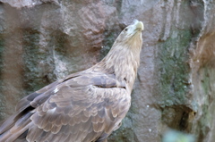 2016.06.18 上野動物園 オジロワシ