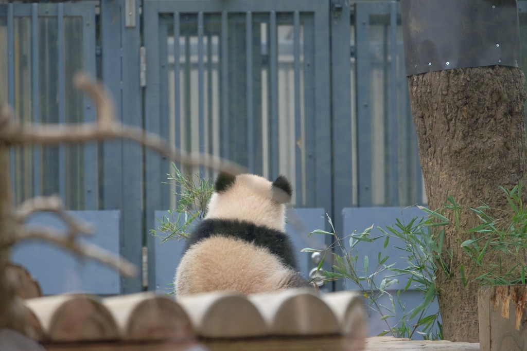 2018.03.10 上野動物園 シャンシャン その2
