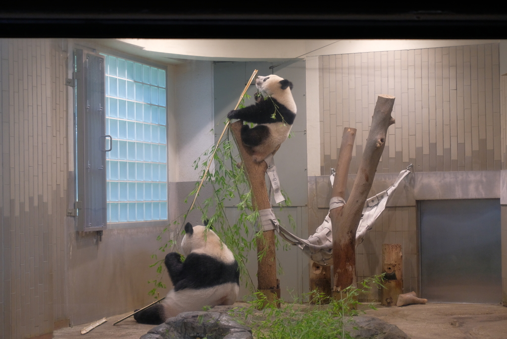 2018.07.14 上野動物園 シャンシャン その2