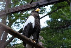 2020.8.22 上野動物園 オオワシ