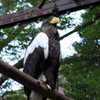 2020.8.22 上野動物園 オオワシ