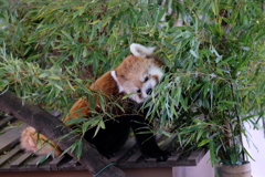 2016.11.03 上野動物園 レッサーパンダ その1