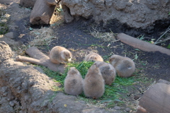 2017.12.19 上野動物園 プレーリードッグ