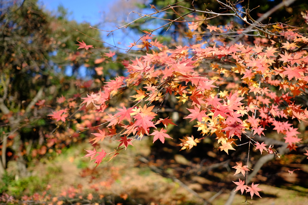 2016.12.10 六義園 その9