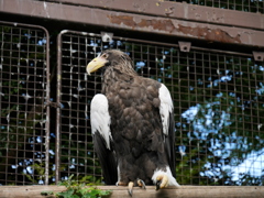 2017.09.24 上野動物園 オオワシ