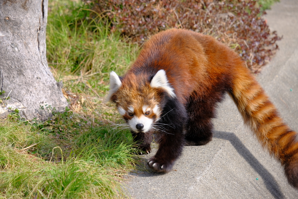 2022.1.29 東武動物公園 レッサーパンダ