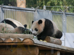 2018.02.24 上野動物園 シャンシャン その2