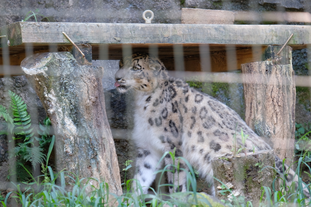 2020.8.15 多摩動物公園 ユキヒョウ