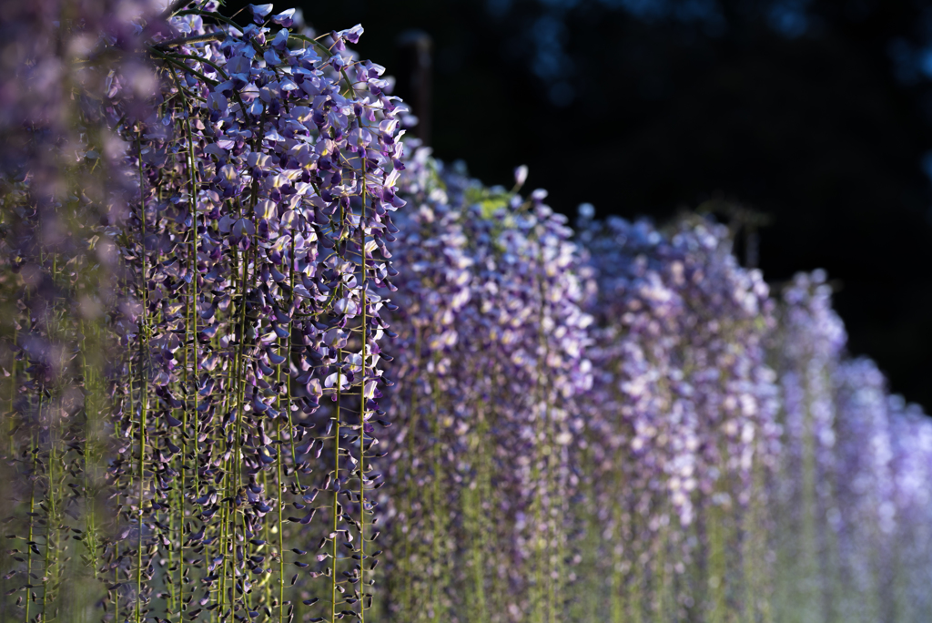 輝く藤の花