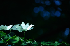 暗がり