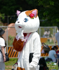 見た目猫