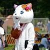 見た目猫