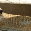 確かフェレット・・ではなくミーアキャット