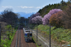 桜のある鉄道林　６