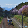 桜のある鉄道林　６