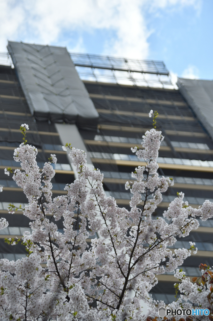 花満開の先には…