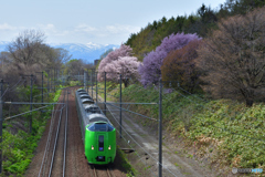 桜のある鉄道林　4