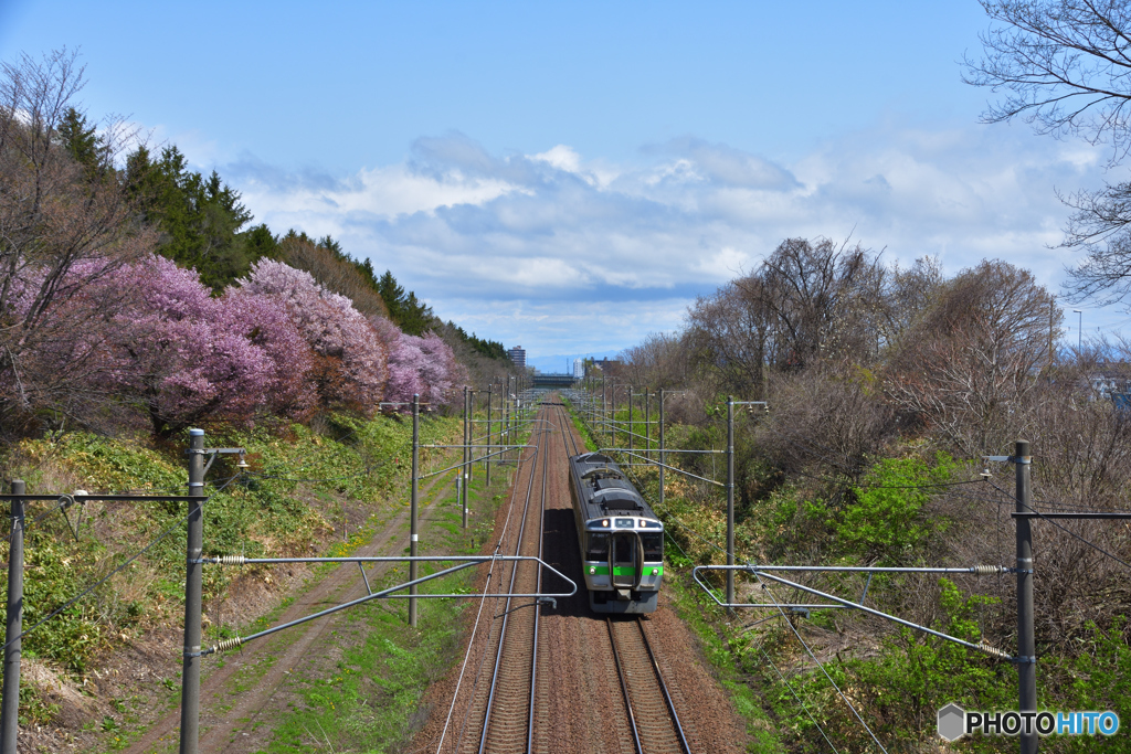 桜のある鉄道林　3