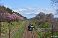 桜のある鉄道林　3
