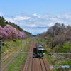 桜のある鉄道林　3