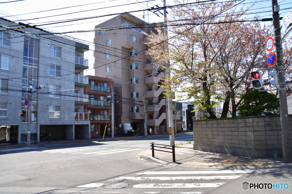 桜ももう少しで終わり