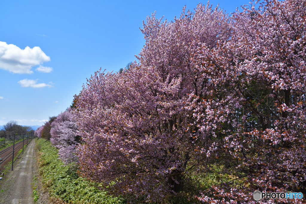 桜のある鉄道林　７