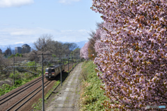 桜のある鉄道林　１