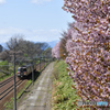 桜のある鉄道林　１