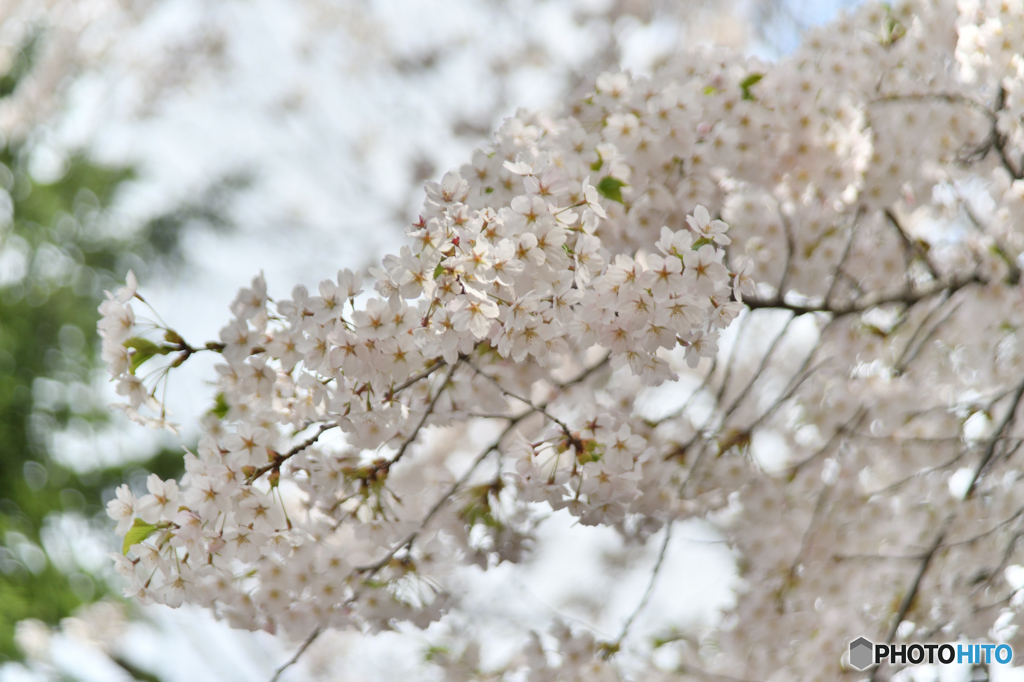 桜満開