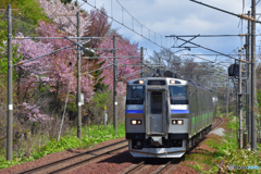 桜のある鉄道林とキハ201系